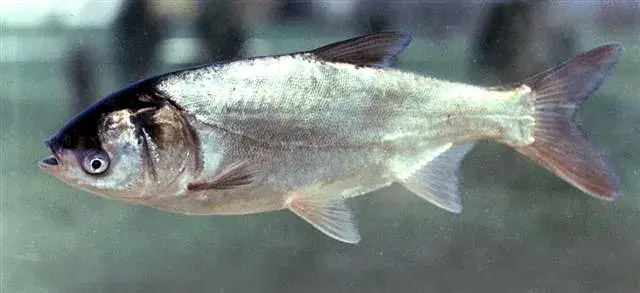 Carpa prateada (Hypophthalmichthys molitrix) exibindo sua coloração característica