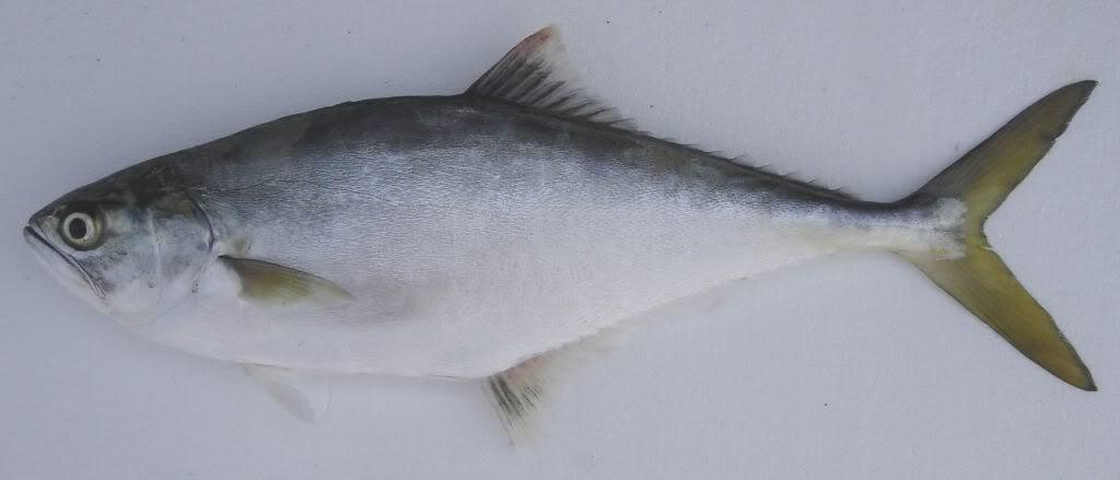 Guia completo de pesca de Guaivira: iscas, técnicas e locais