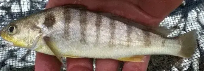 Maria-luísa (Paralonchurus brasiliensis) pescada na costa