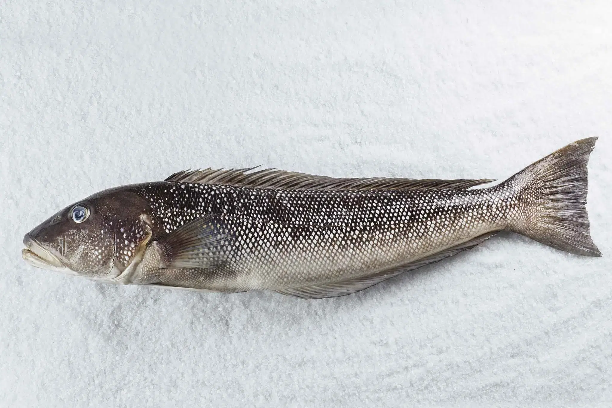 Namorado (Pseudopercis numida) - peixe de corpo alongado com coloração marrom-avermelhada e manchas características