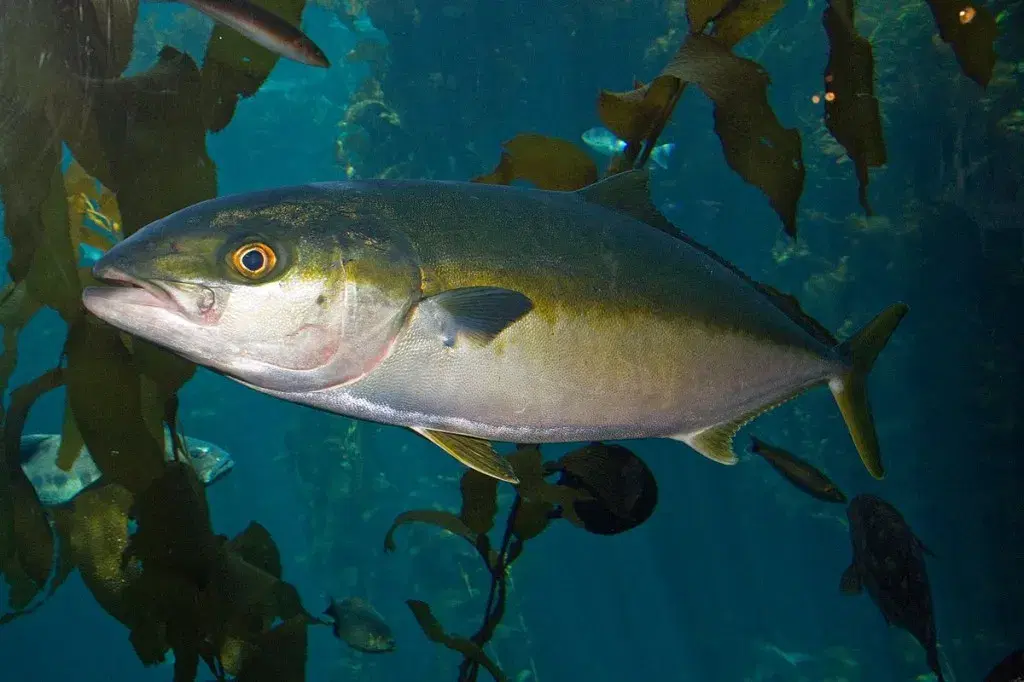 Olhete (Seriola lalandi) exibindo dorso azulado e nadadeiras amarelas
