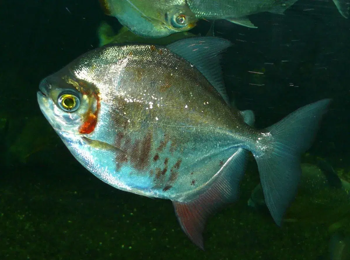 Pacu-peva com coloração prateada característica