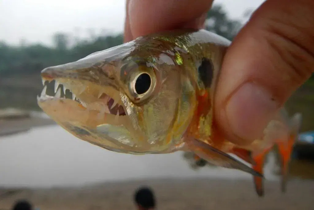 Peixe-cachorro (Acestrorhynchus pantaneiro), predador prateado de águas doces brasileiras