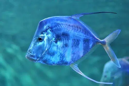 Peixe-galo (Selene vomer) com seu corpo prateado comprimido