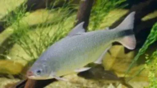 Piracanjuba