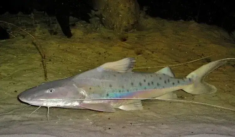 Piraíba