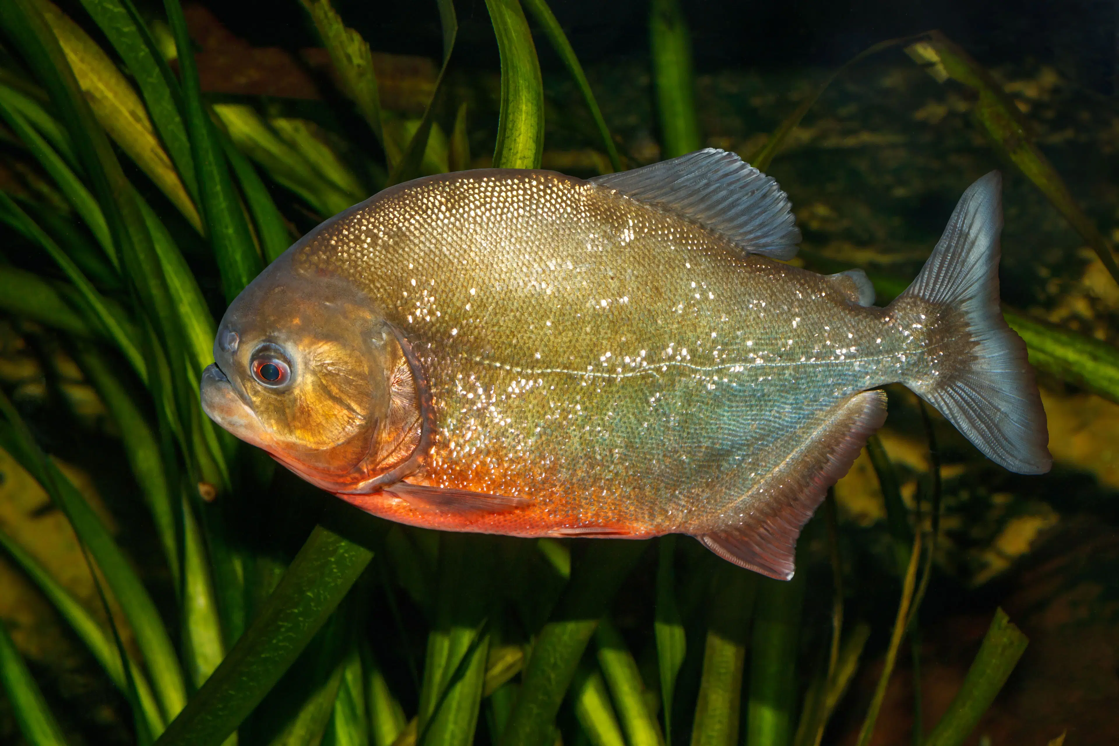 Piranha-vermelha (Pygocentrus nattereri) com ventre alaranjado