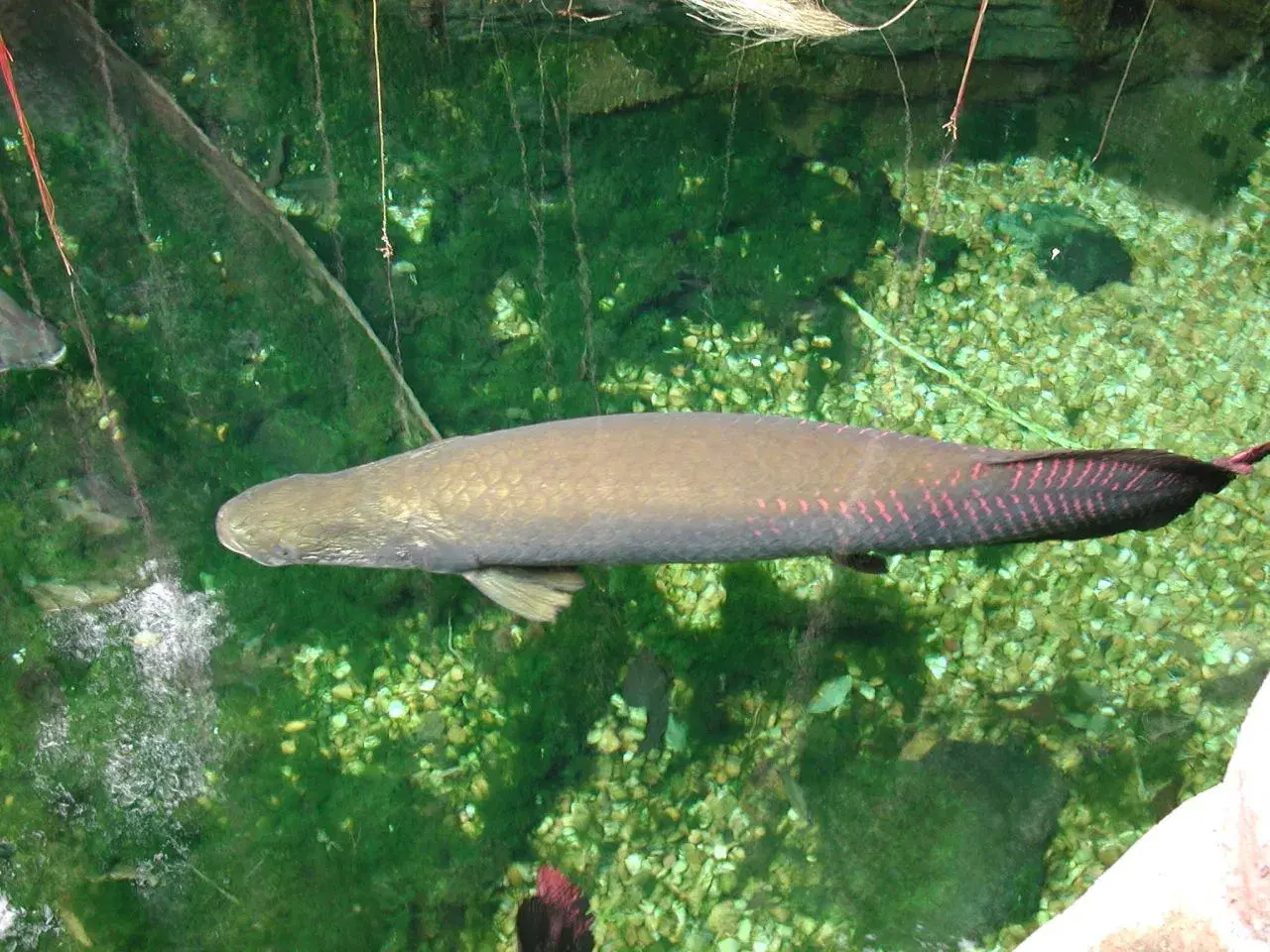Pirarucu (Arapaima gigas) emergindo na superfície de lago amazônico