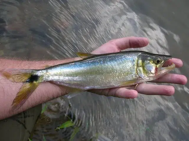 Saicanga (Galeocharax knerii) com corpo prateado alongado e dentes caninos visíveis