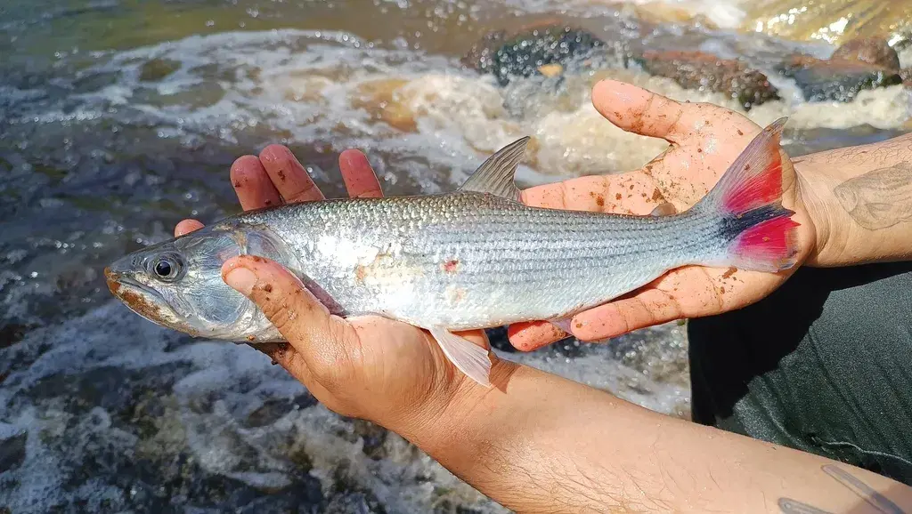 Tabarana (Salminus hilarii) em águas claras