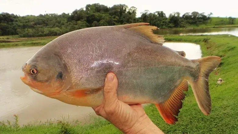 Tambatinga juvenil exibindo ventre avermelhado