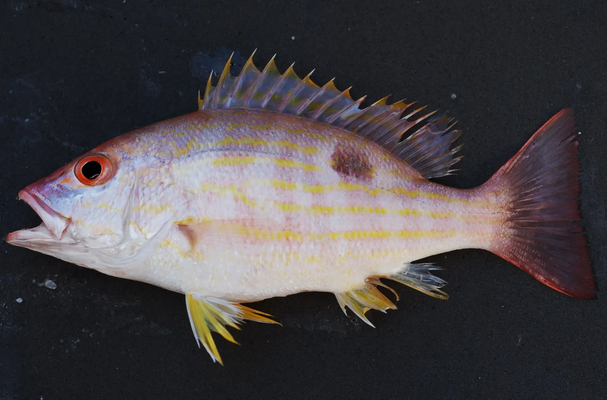 Vermelho-ariocó (Lutjanus synagris) com listras amarelas