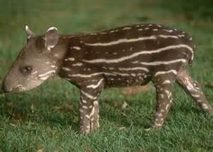 Baías do Pantanal Boliviano: guia completo de pesca