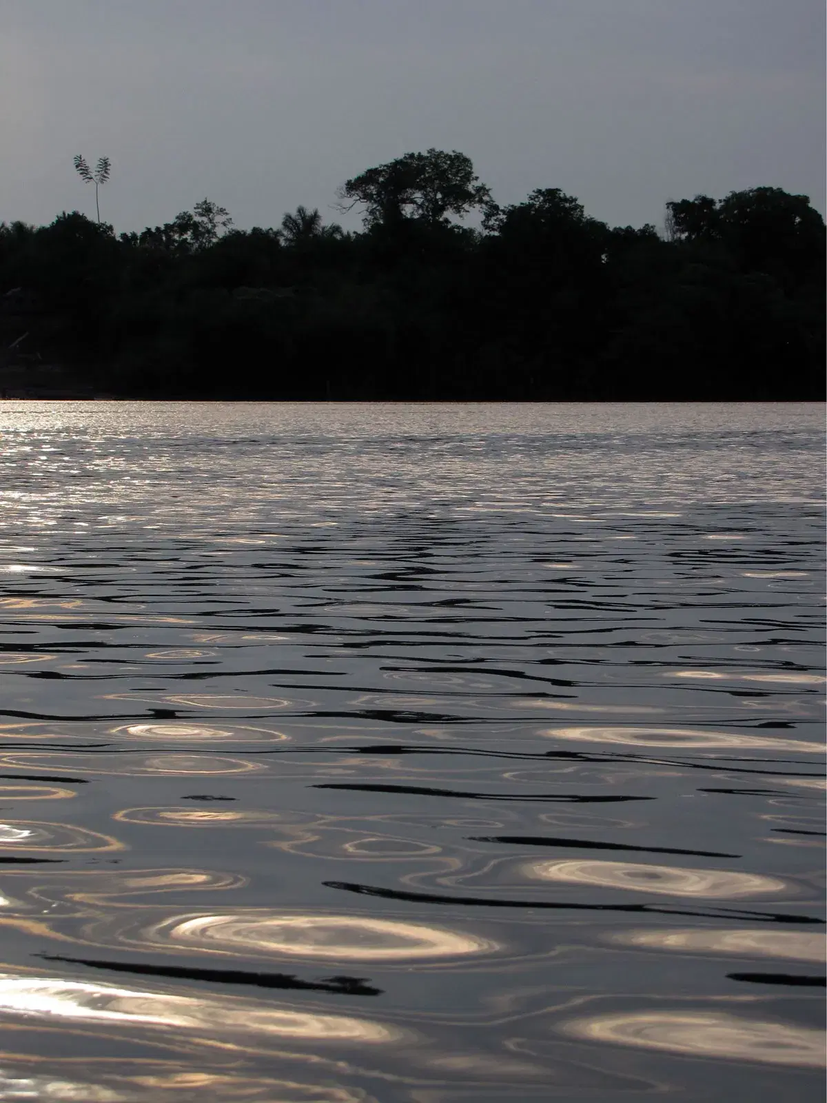 Rio Urubu cercado por floresta densa no Amazonas