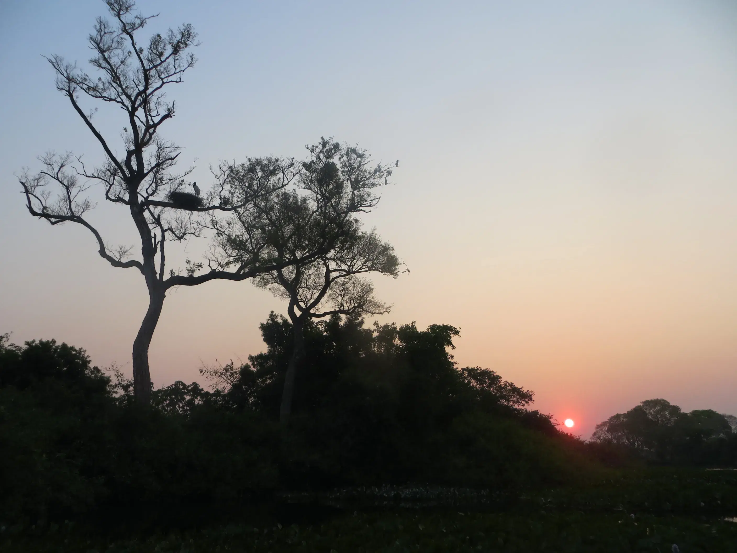 Tuiuiú (ave símbolo) no Pantanal