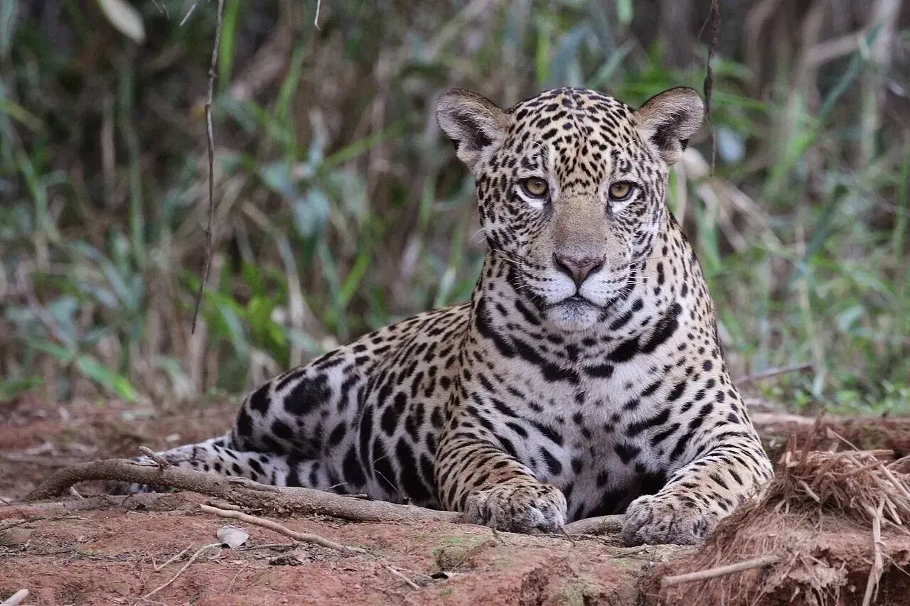 Rio Piquiri (Pantanal Norte - MT): guia completo de pesca