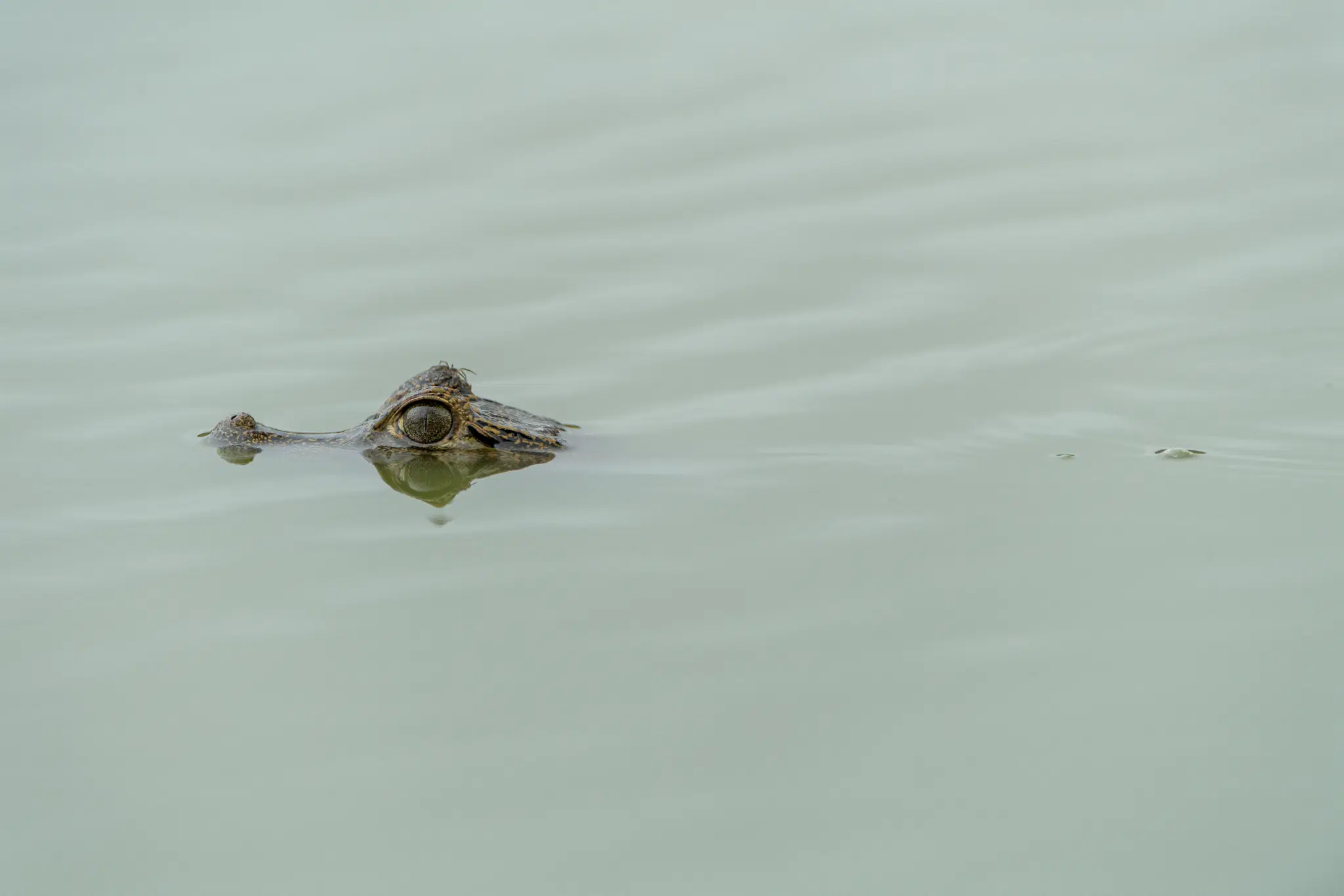 Rio Negro - Pantanal MS: guia completo de pesca