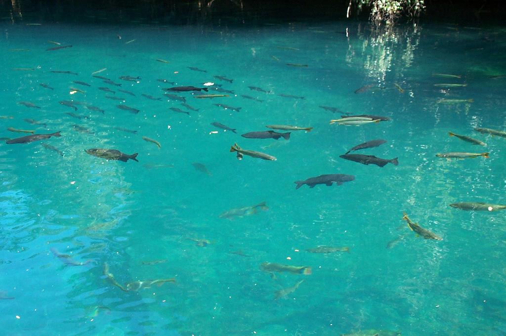 Rio da Prata com águas cristalinas e peixes visíveis