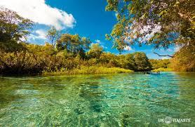 Rio Sucuri com águas cristalinas e vegetação aquática