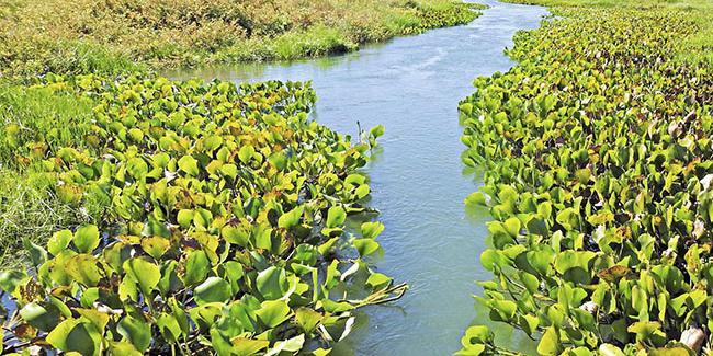 Rio Pandeiros: guia completo de pesca