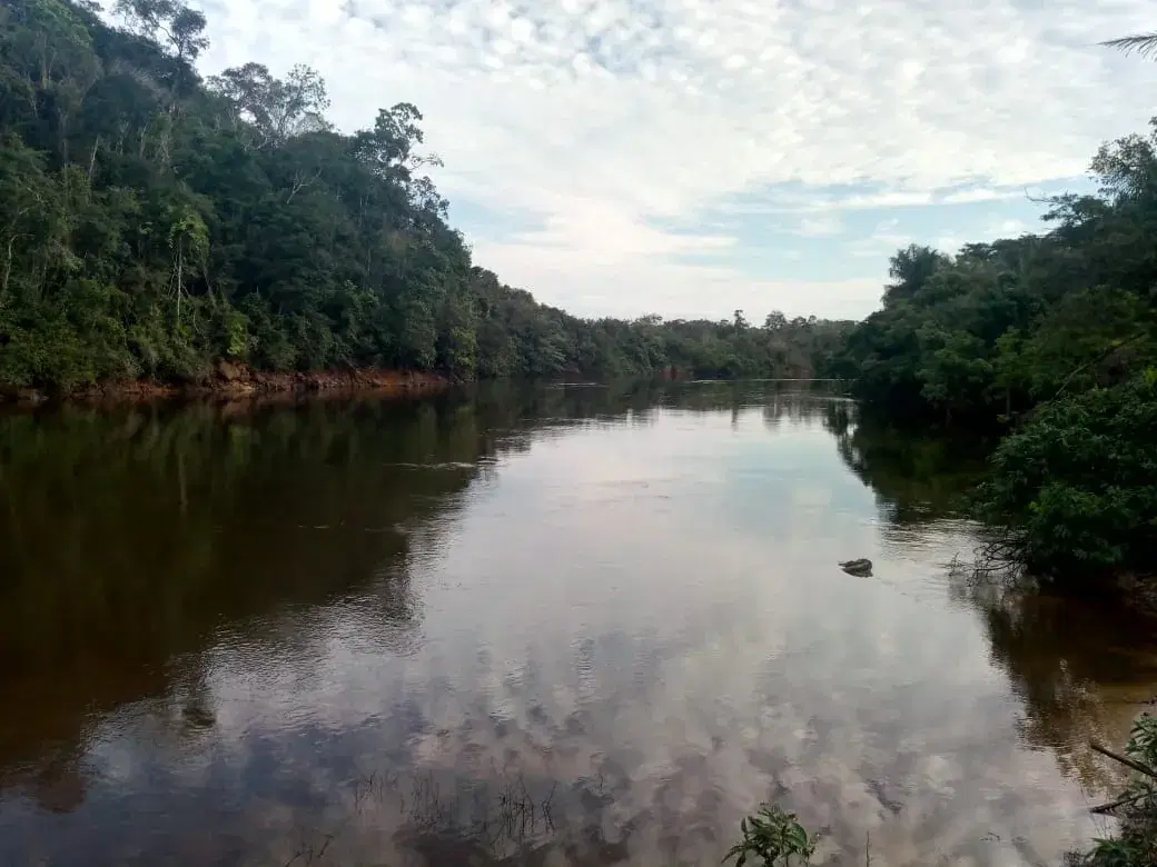 Rio Curuá-Una correndo entre mata fechada, na região de Santarém