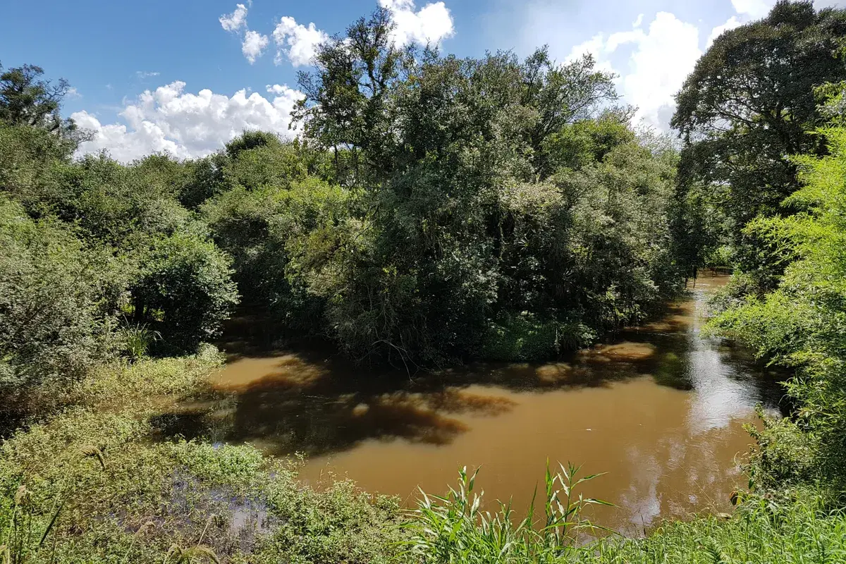 Rio Miringuava: guia completo de pesca - pesca esportiva