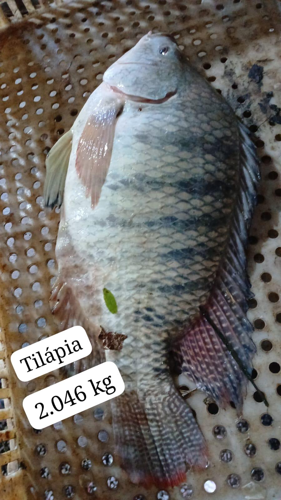 Pesque-pague Renz: guia completo de pesca