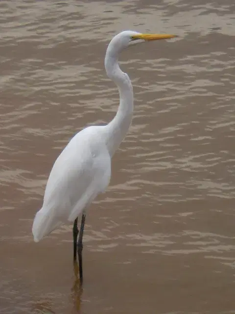 Garça observada nas margens do Rio Uraricoera