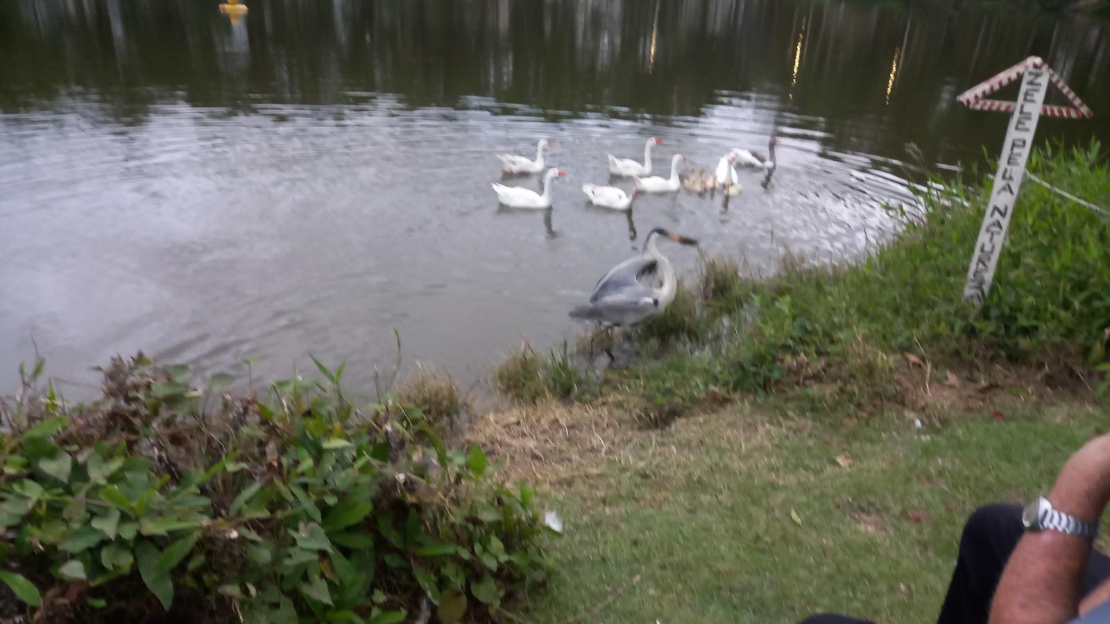 Lagos do Aririu: guia completo de pesca