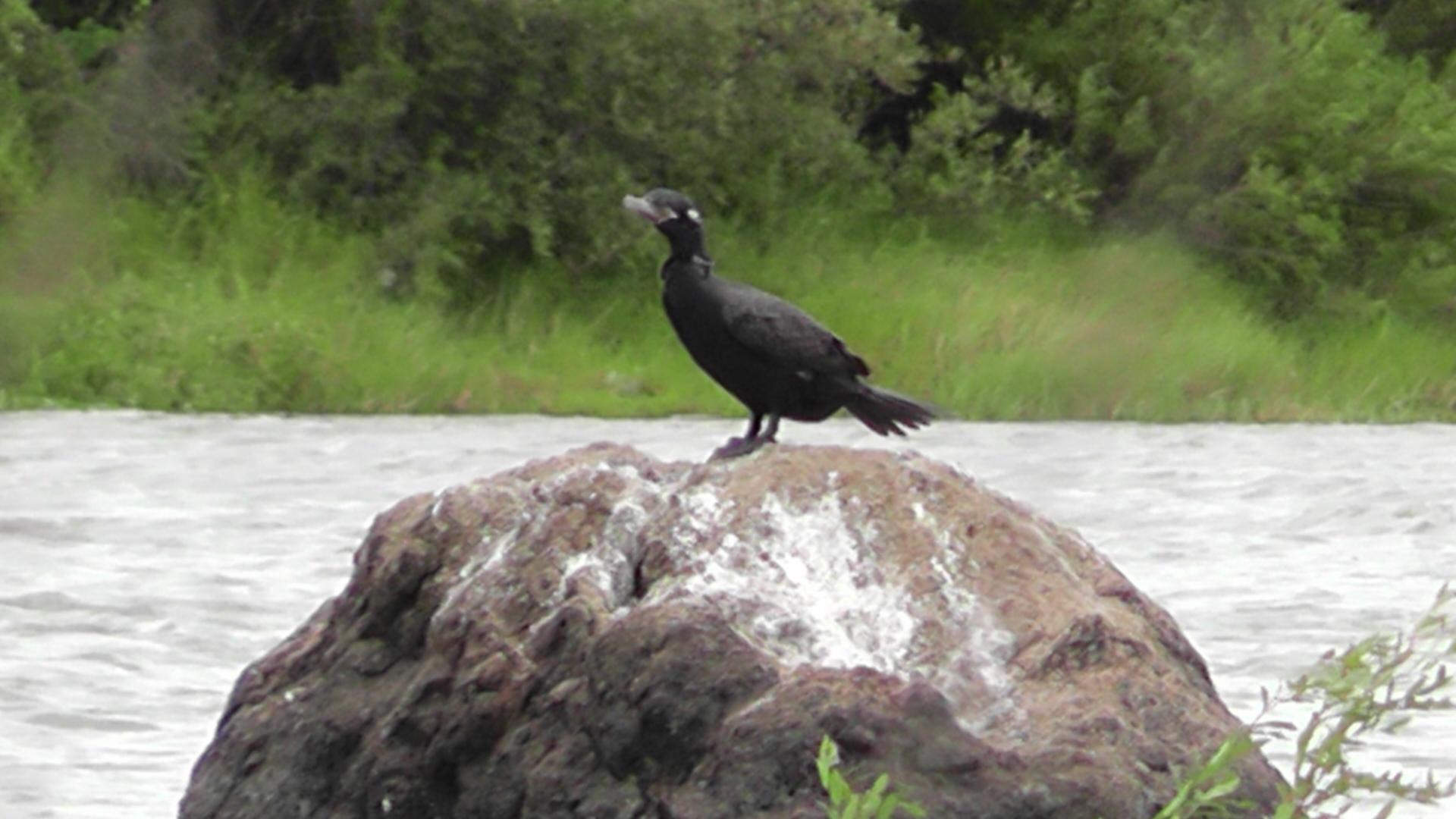 Rio Jaguarão: guia completo de pesca